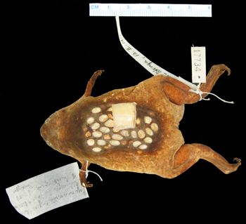 Media type: image; Herpetology A-17734